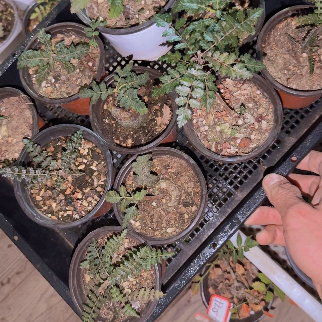 M***n块根植物块根植物