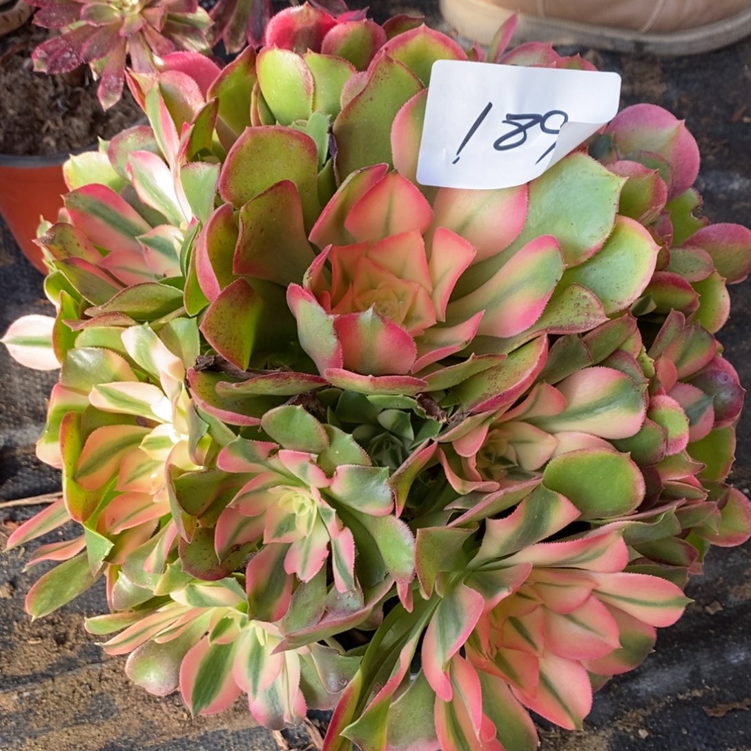 不开花植物189号香妃多肉1颗多肉