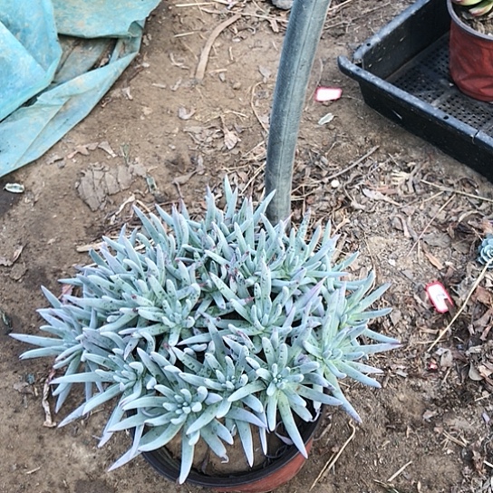 仙女杯多肉植物000001