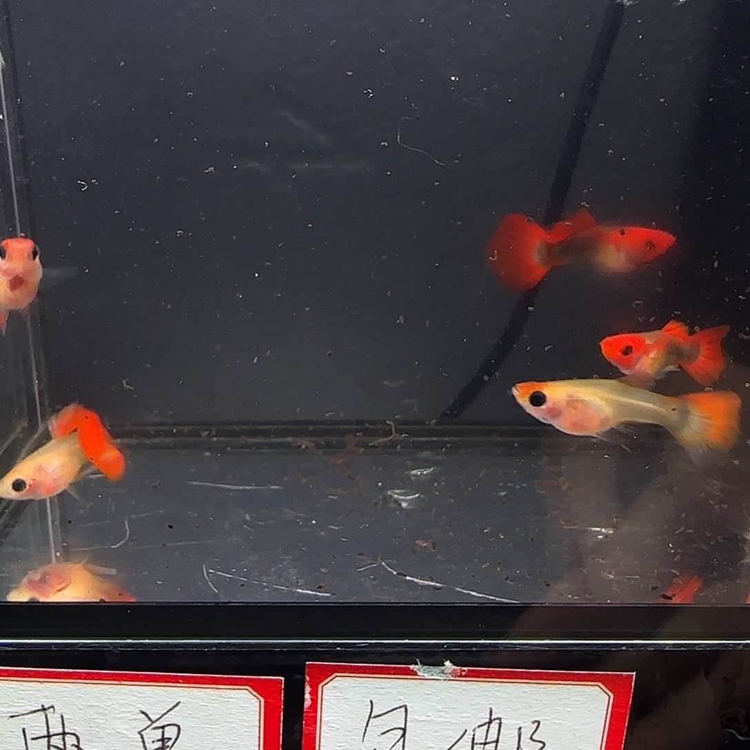 孔雀鱼深海蓝玻璃猫六条