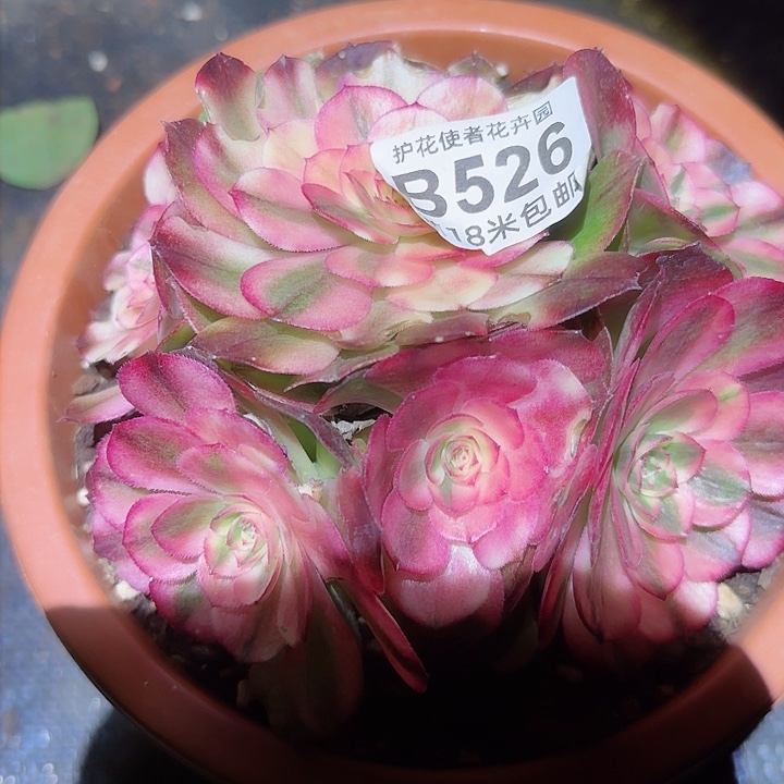 多肉法师荔枝朵朵