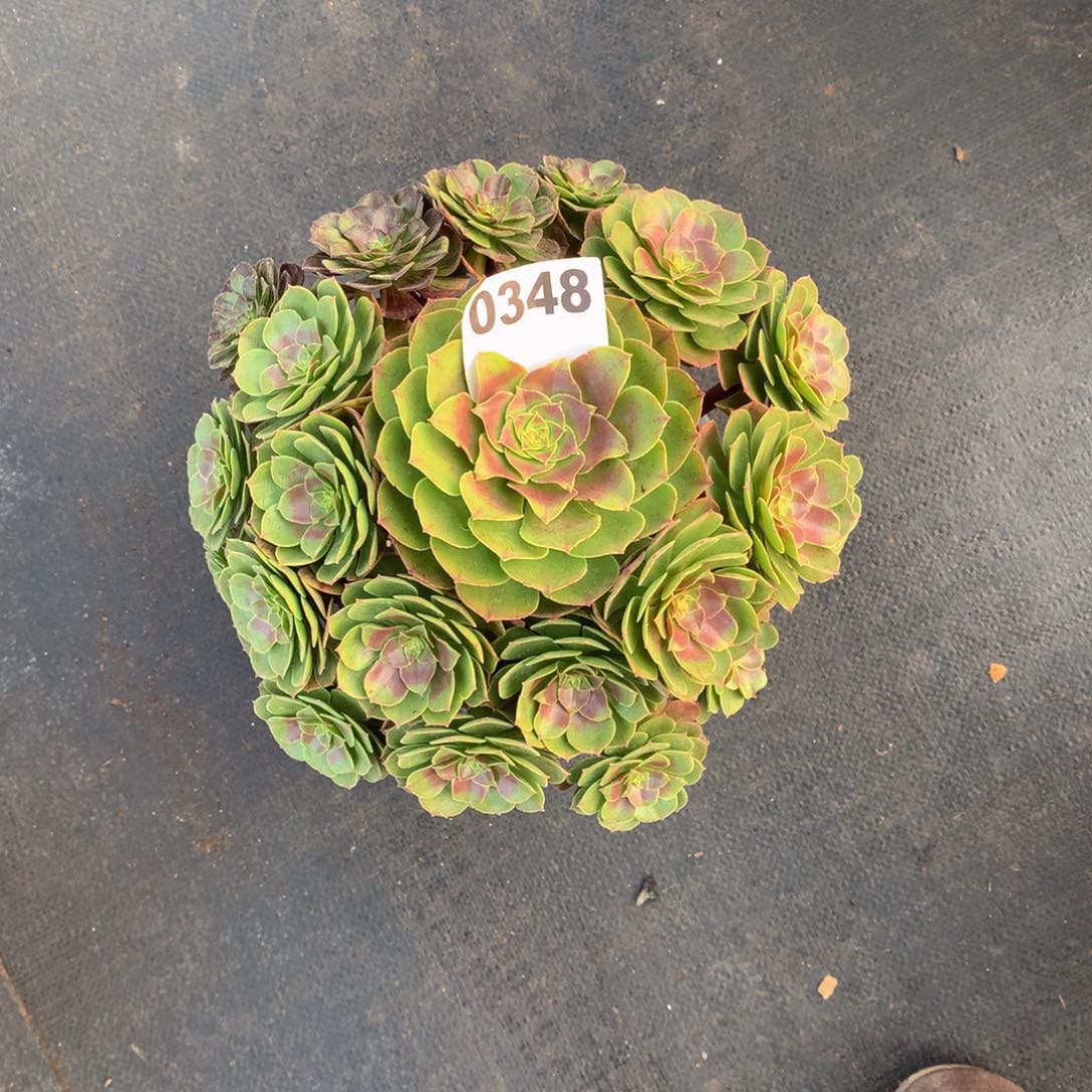 ****༊默然348法师多肉植物33.60000000