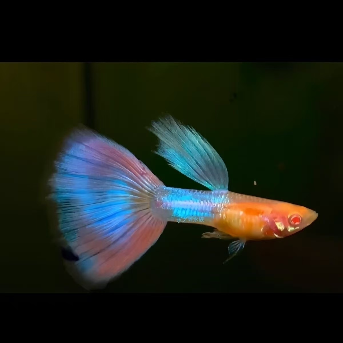 幻彩天使彩虹孔雀鱼