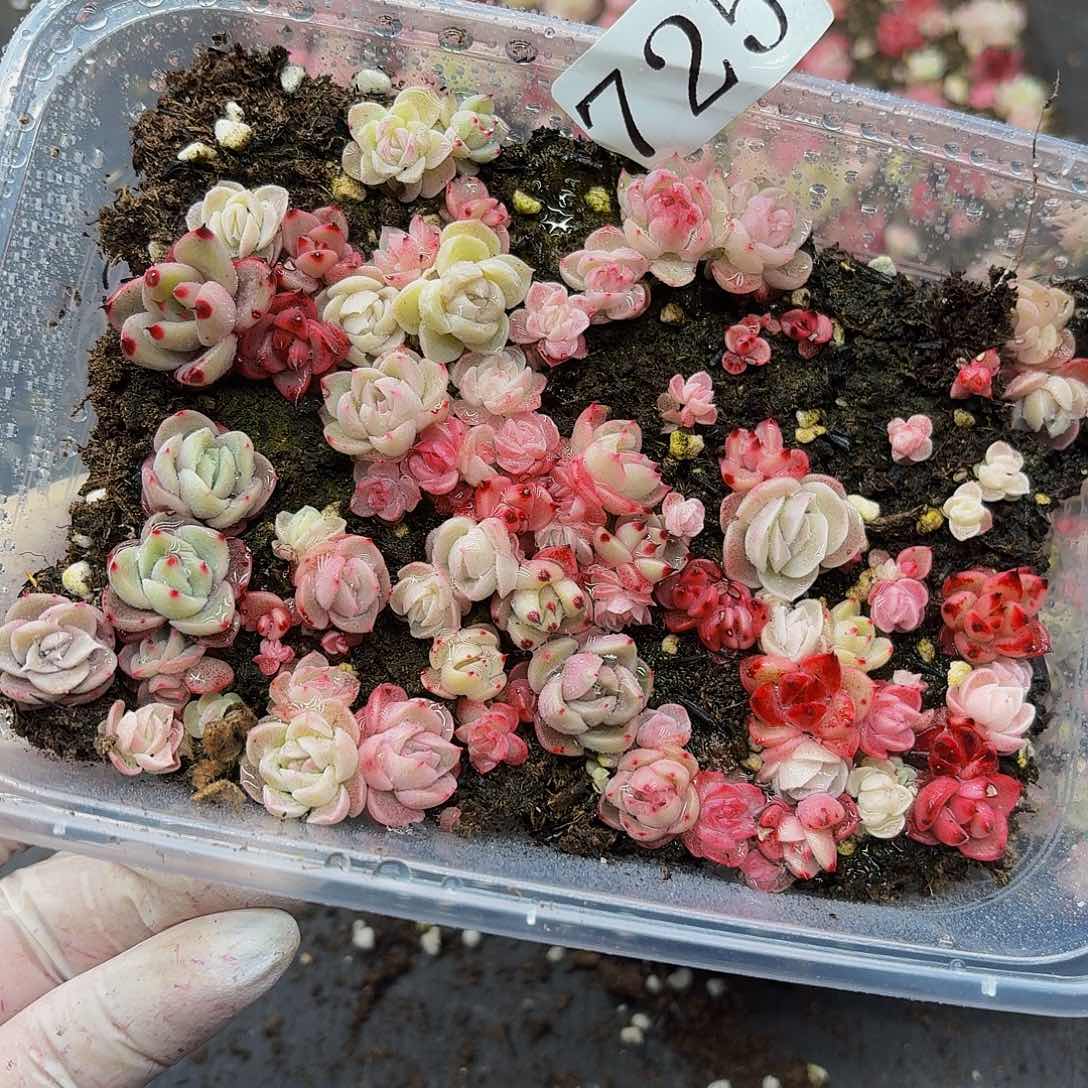 多头植物多肉植物725