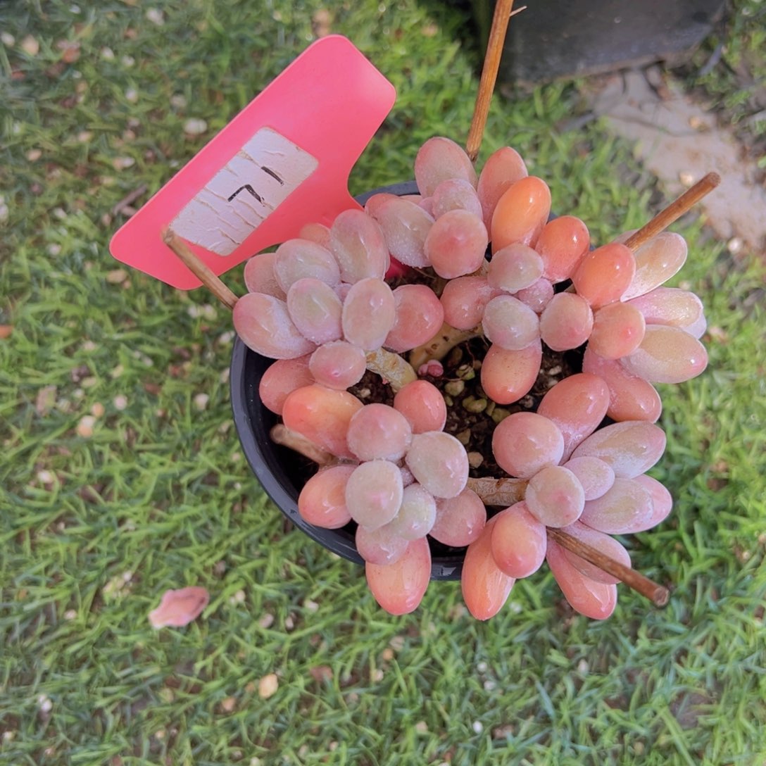 香玉的故事是一个人的