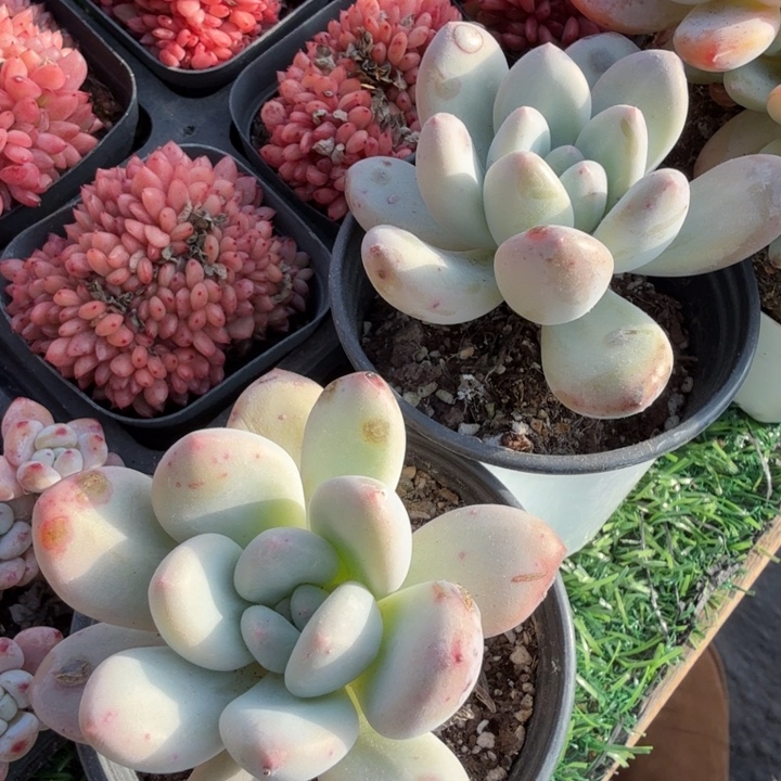 香水。                 