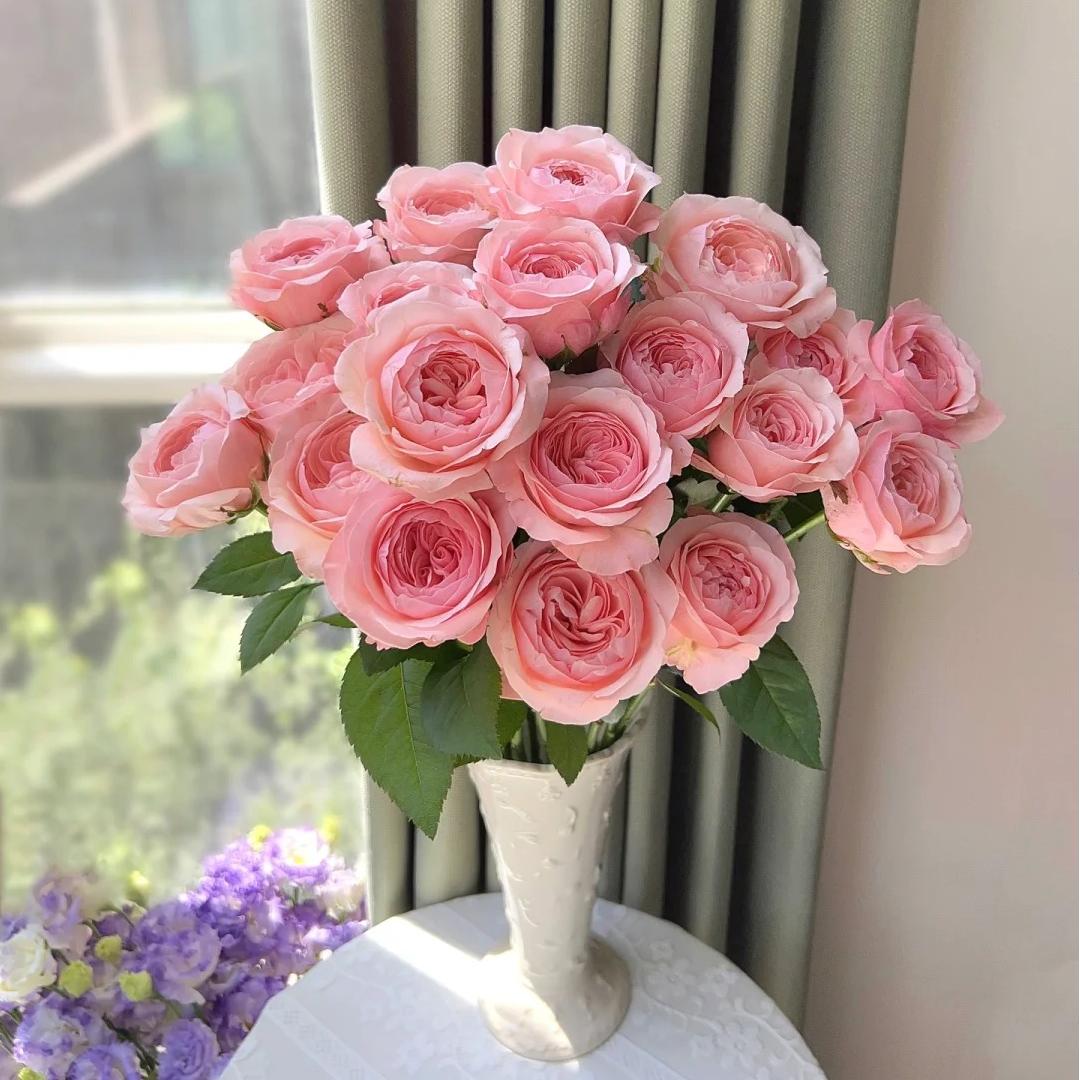 【凯瑟琳玫瑰】云南直发玫瑰鲜花两单京东冷链包邮