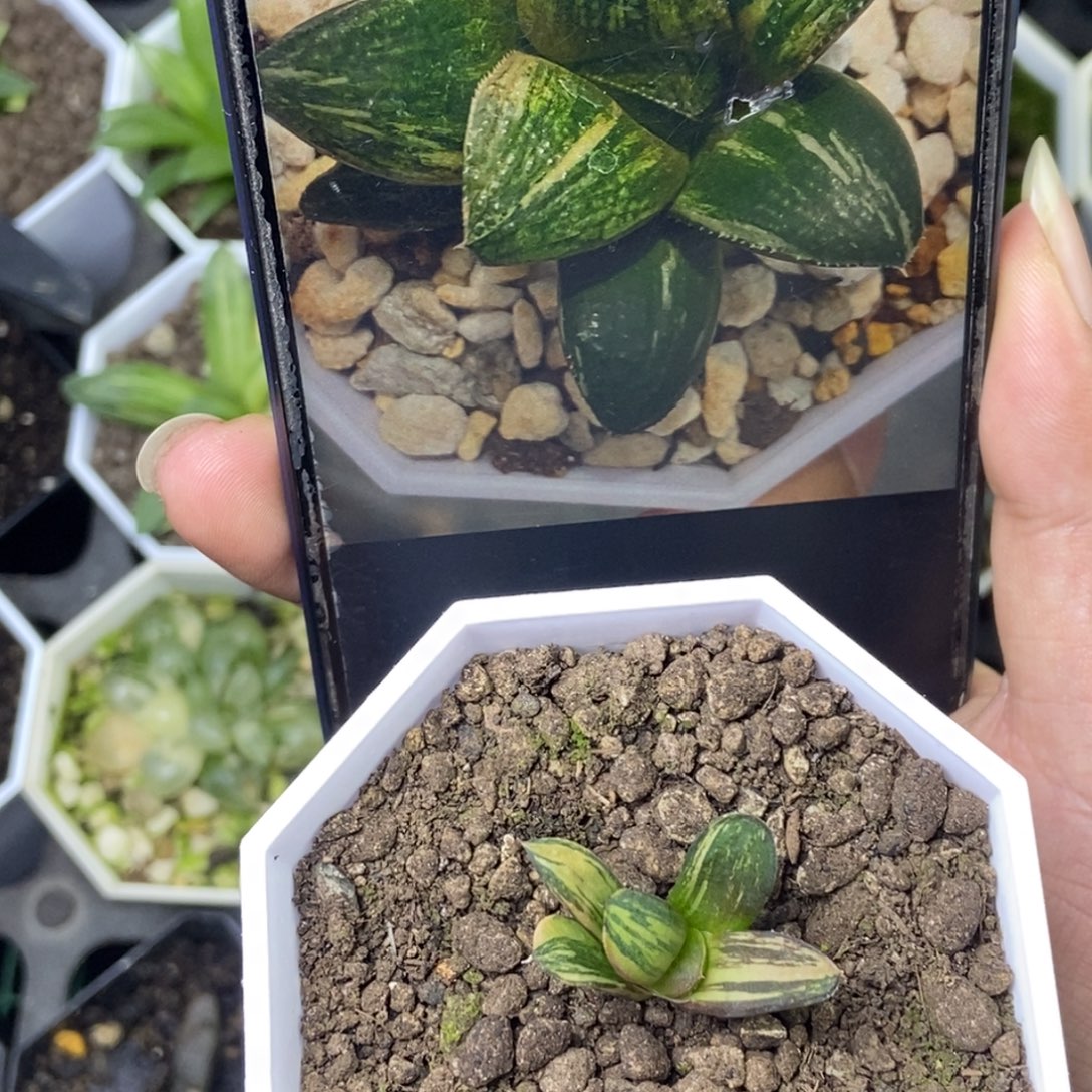 极上斑皮上窗青蟹锦一物一拍