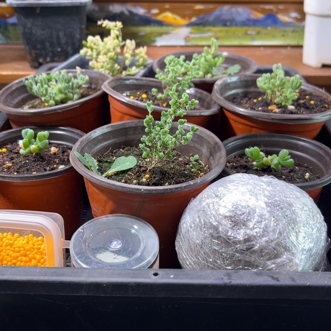 枝干番杏多肉植物903安