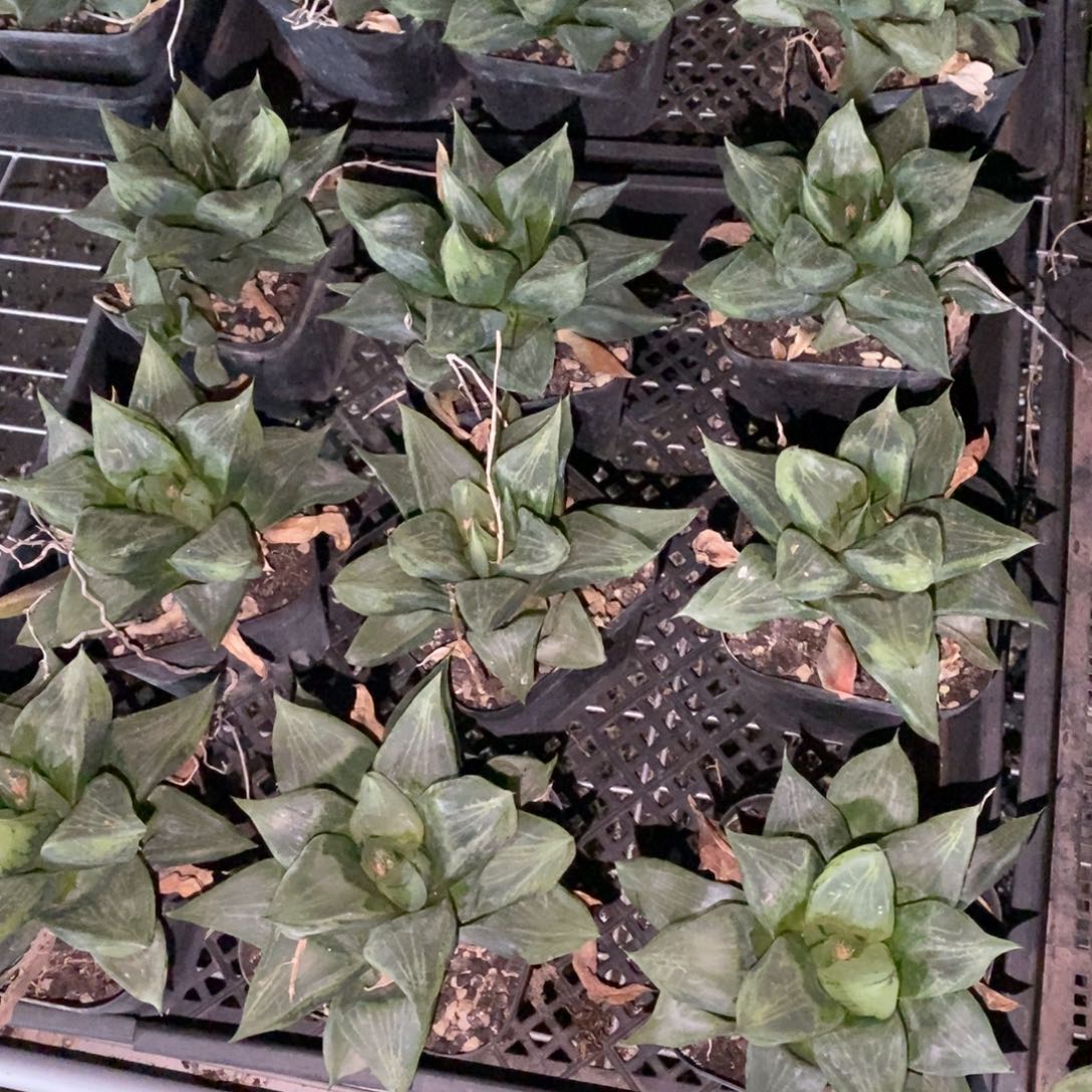 一颗超级大裹般若 元旦福利