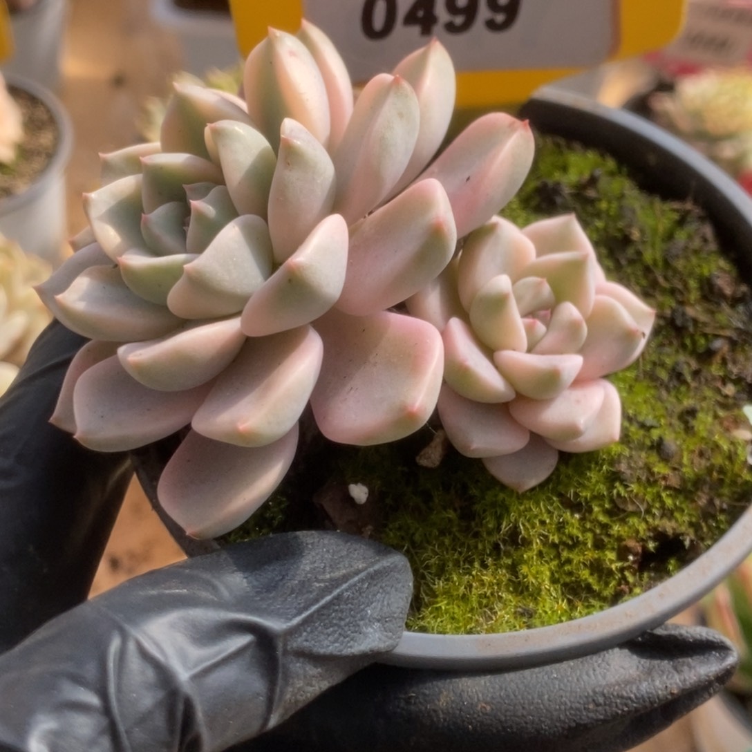 青*?499红粉佳人锦锦锦锦