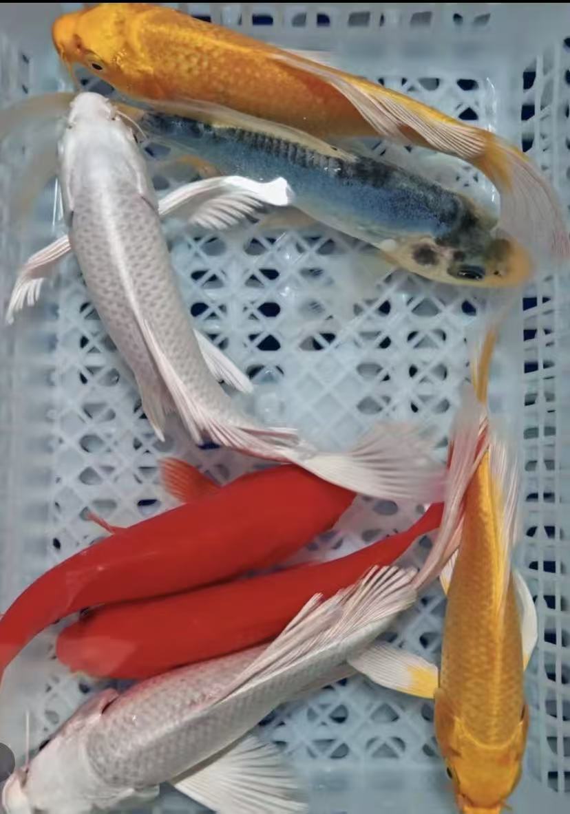 1红1黄1白1黑3德系大7条闪鳞长尾大帆荷包鲤冷水观赏鱼 10-14公分