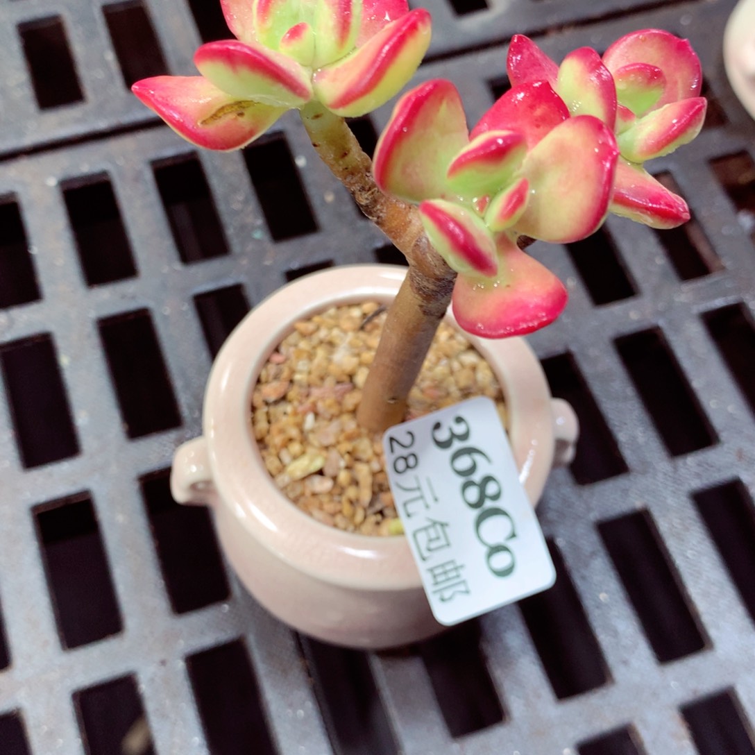 5厘米盆精控多肉368