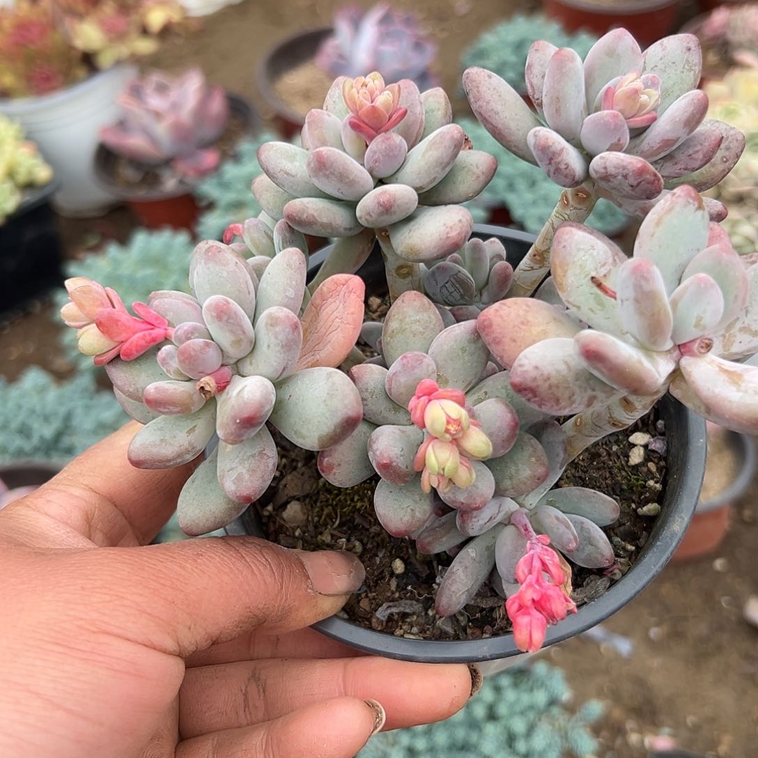 多肉植物多肉植物