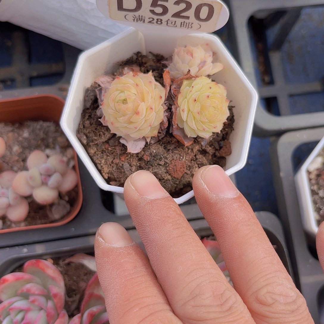 D520蓝梦影一物一拍I