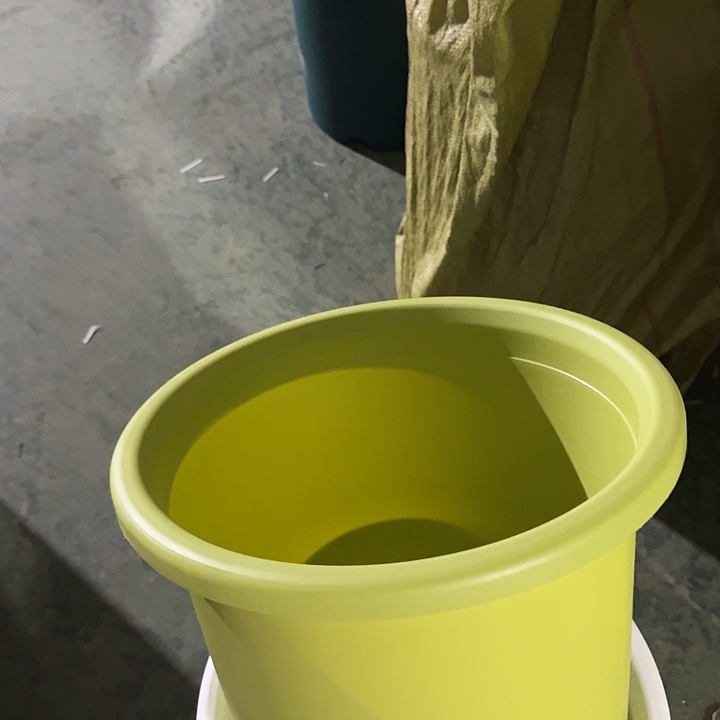 四季8号果绿无托5个特价微瑕