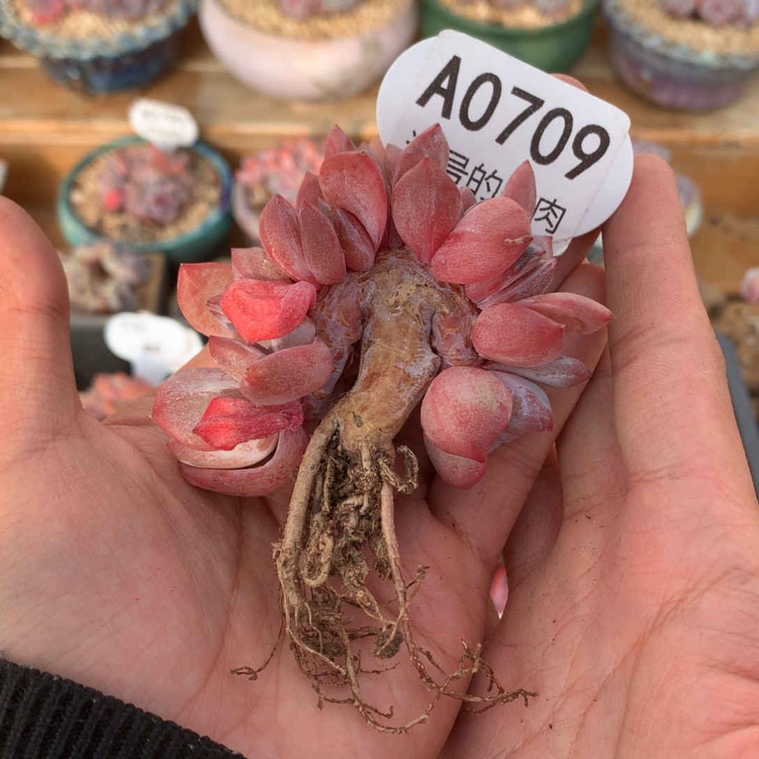 A0709 石榴籽缀 自然缀 8cm