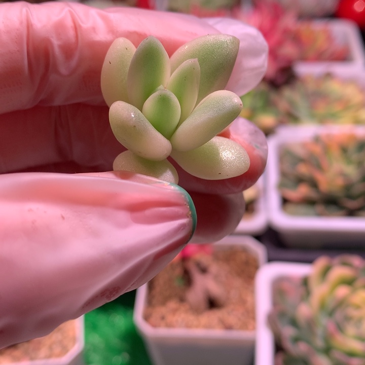 所罗门锦，锦哥多肉