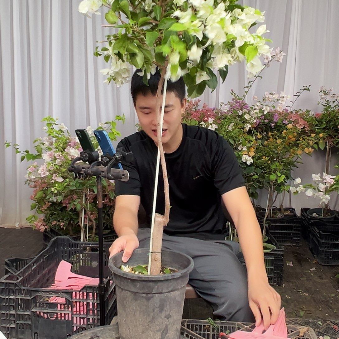 双***鱼当前无花栽培后可以开花D61白雪公主