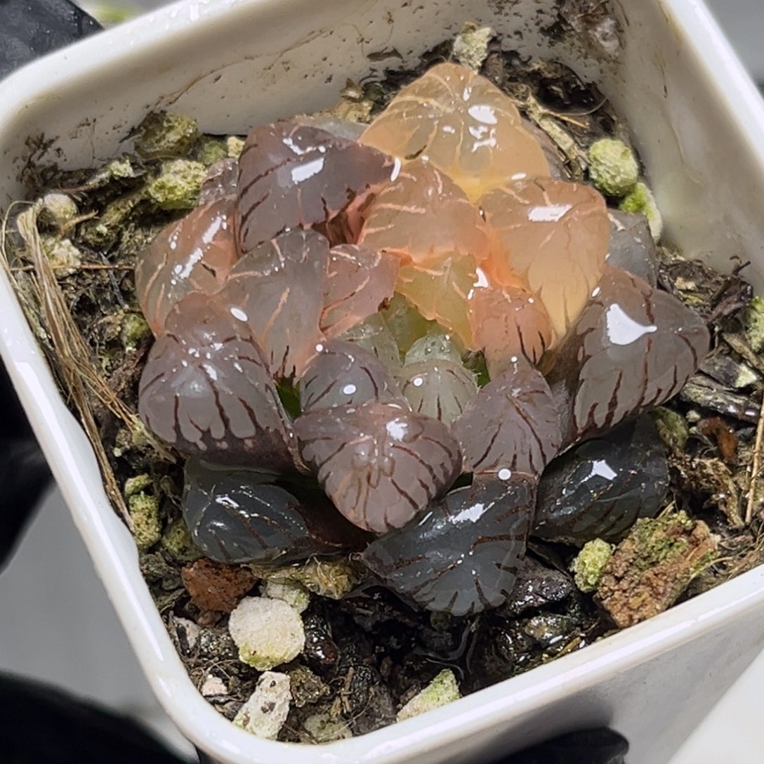 十二卷多肉植物52大紫