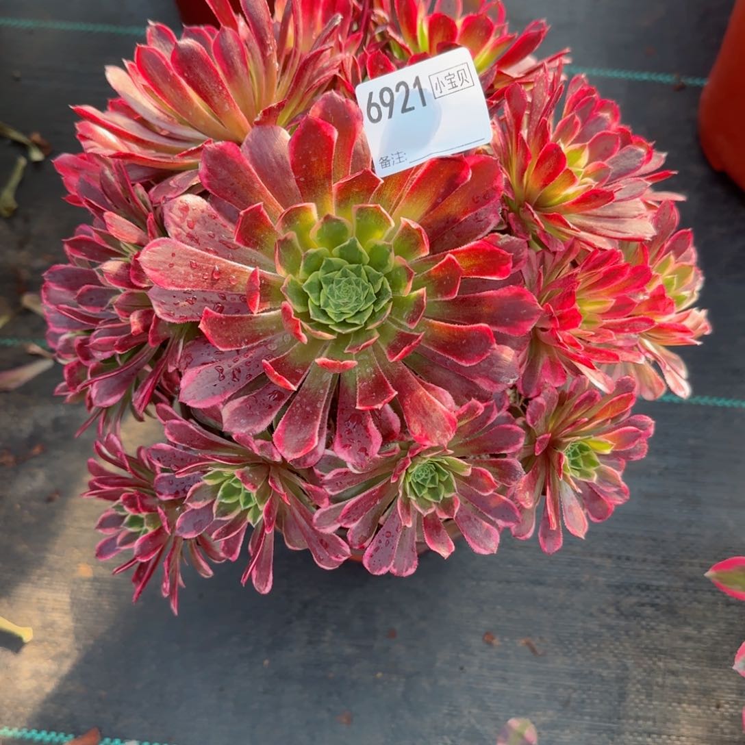 6921朝霞多肉多肉