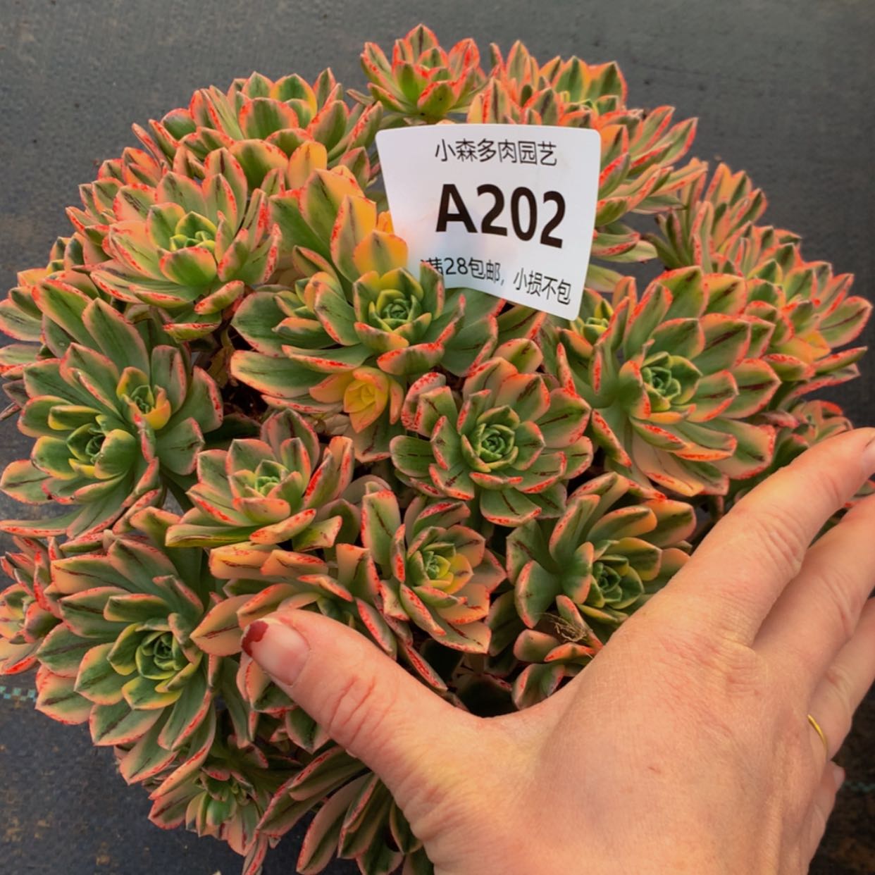 【闪购商品】202甜茶多肉