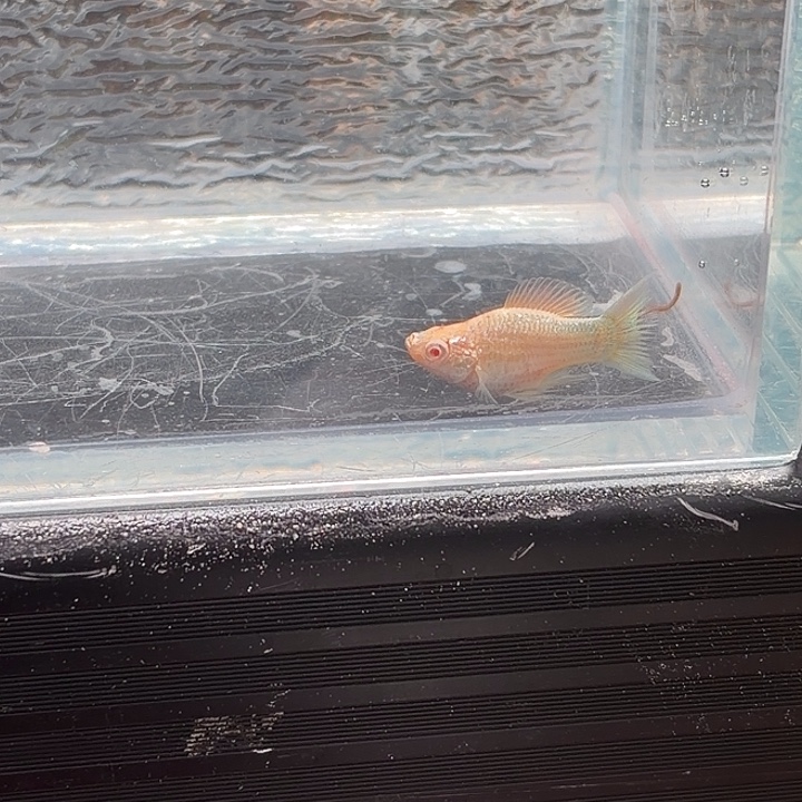 孔雀鱼玛丽鱼一条崽