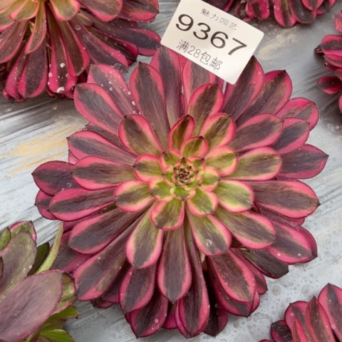 白月光多肉多肉9367