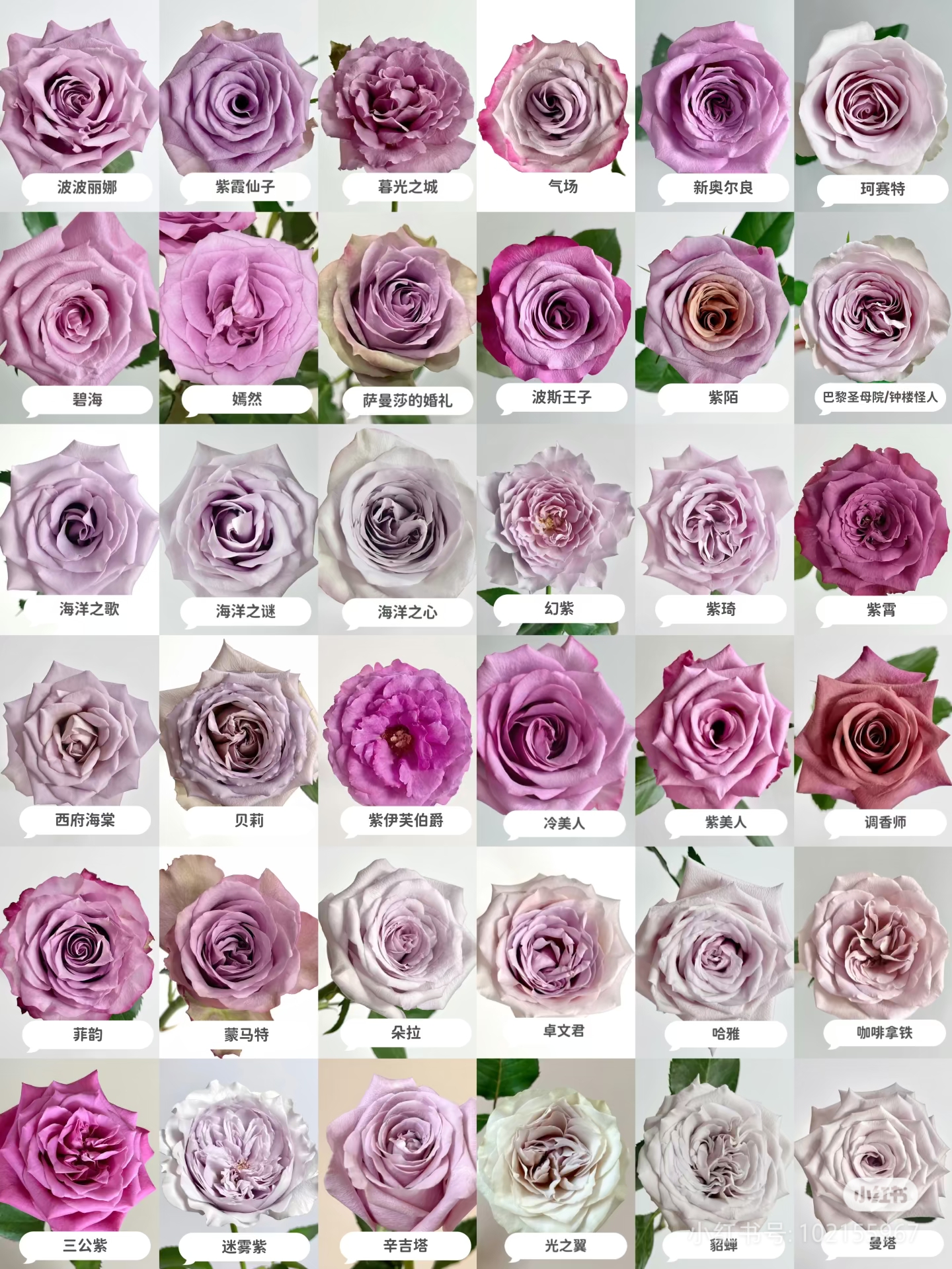 “520礼物”【紫玫+洛神+艾莎+苏菲+洋桔梗+蓝星花+黄莺草】