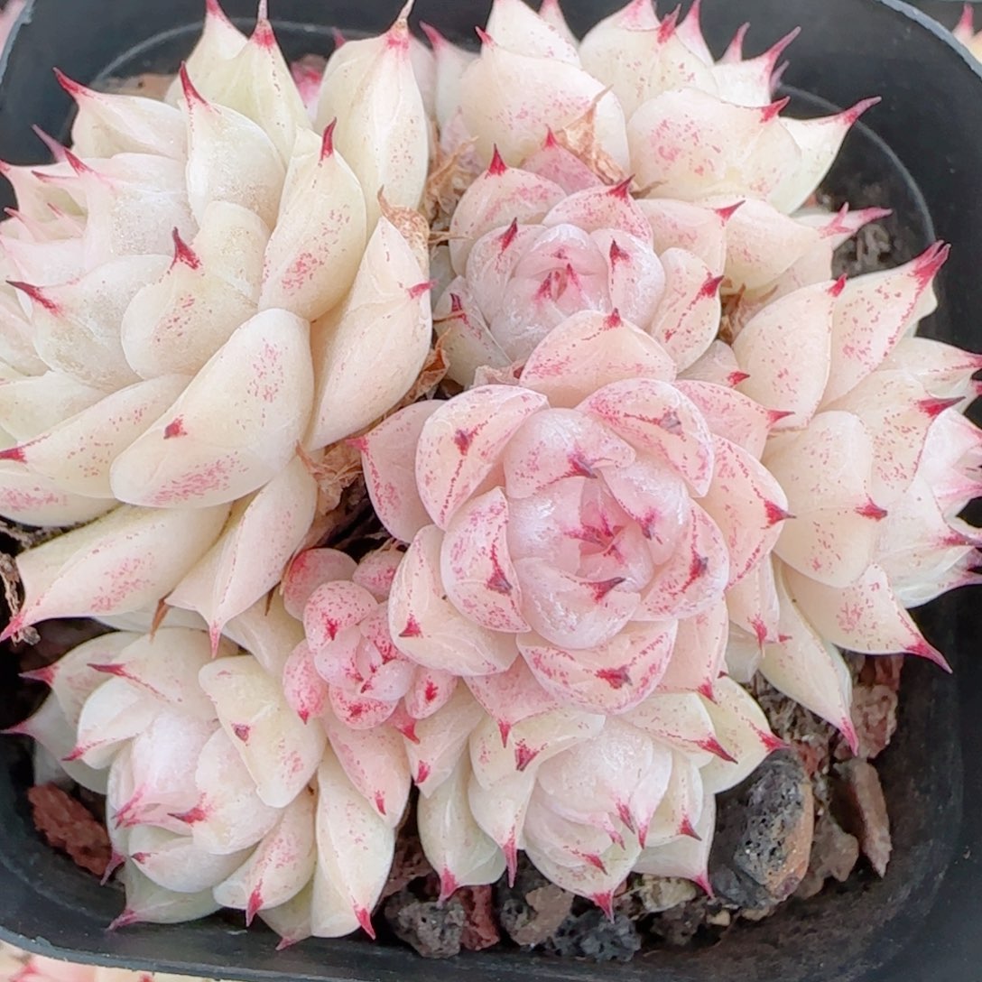 花语多肉0102-268魔仙散
