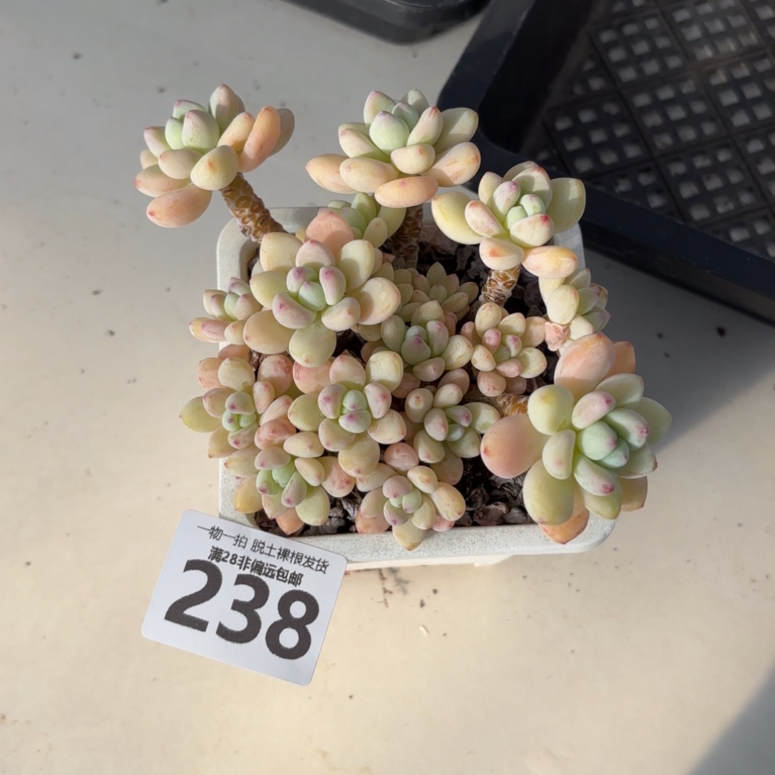 樱花洛神老桩无盆土发货