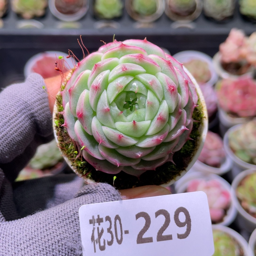 花利美30-229翠颜