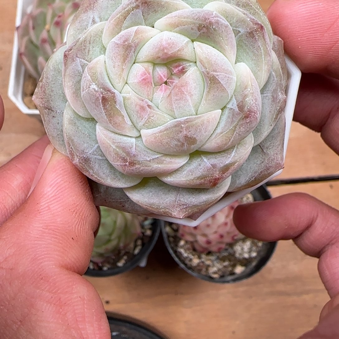 一物一拍麦秆珍妮08256