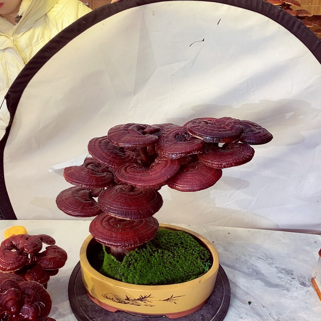 潍***理无花朵发财树发财树发财树