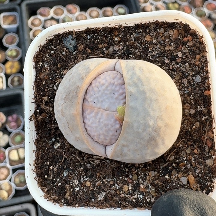 生石花1111。   283