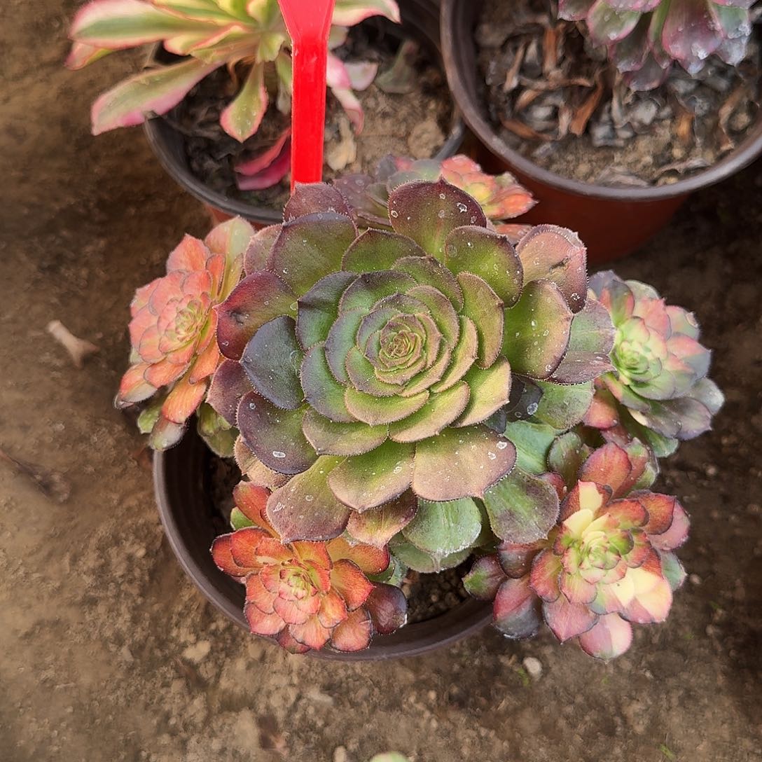 4129海王七彩多肉法师