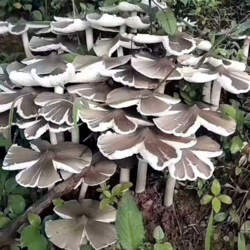 超值云南正宗食用野生鸡枞菌菌种黑皮菌室内阳台蘑菇种植包高产好