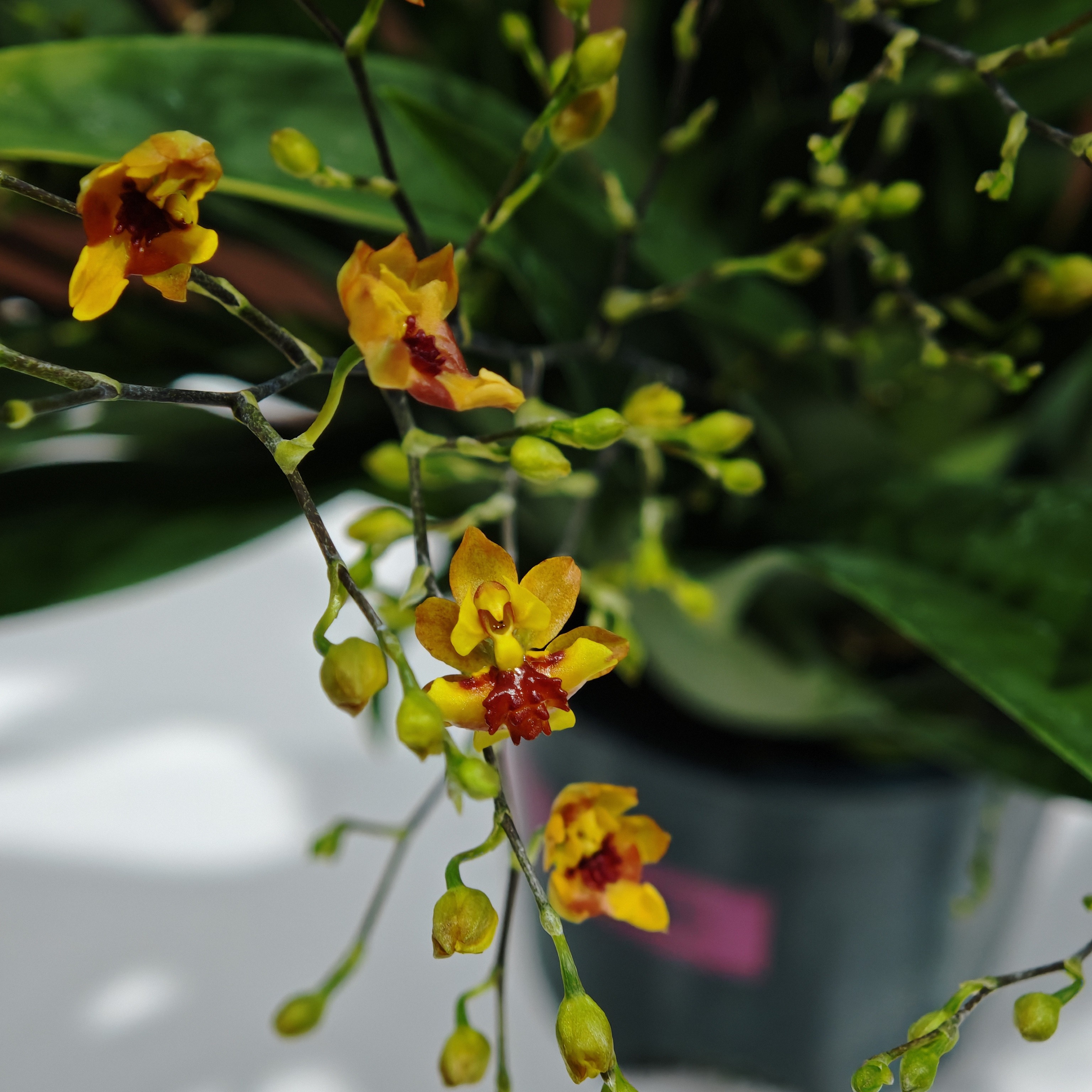 心想事（橙）梦香兰（五年壮苗）露天苗叶片微黄好养活！