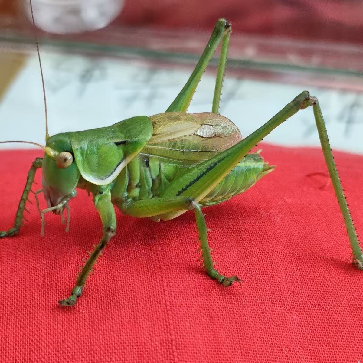 绿色蝈蝈单独拍品链接（顺丰包邮  偏远地区不包邮）