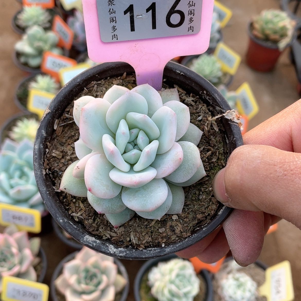 【闪购商品】116号