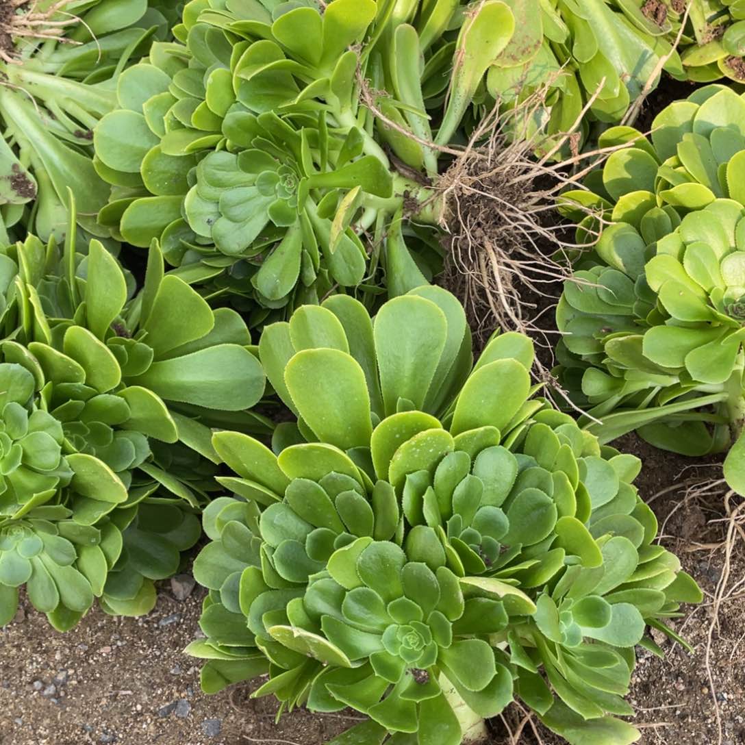 绿杨蓉多肉法师断枝不包