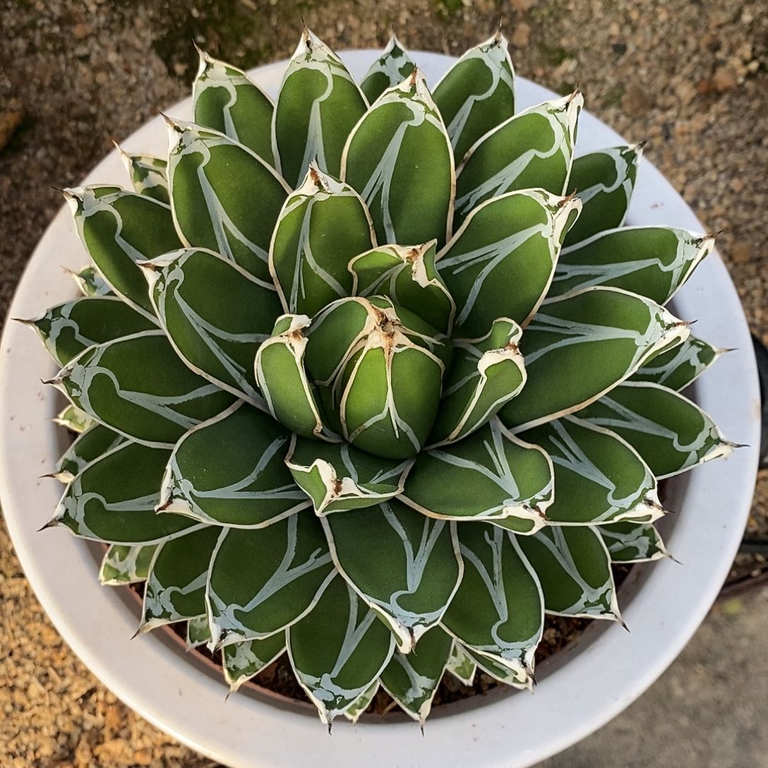 屉之雪龙舌兰中型种