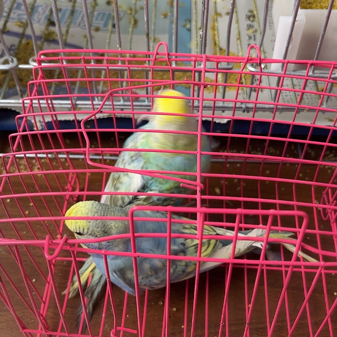 虎皮鹦鹉金彩鹦鹉