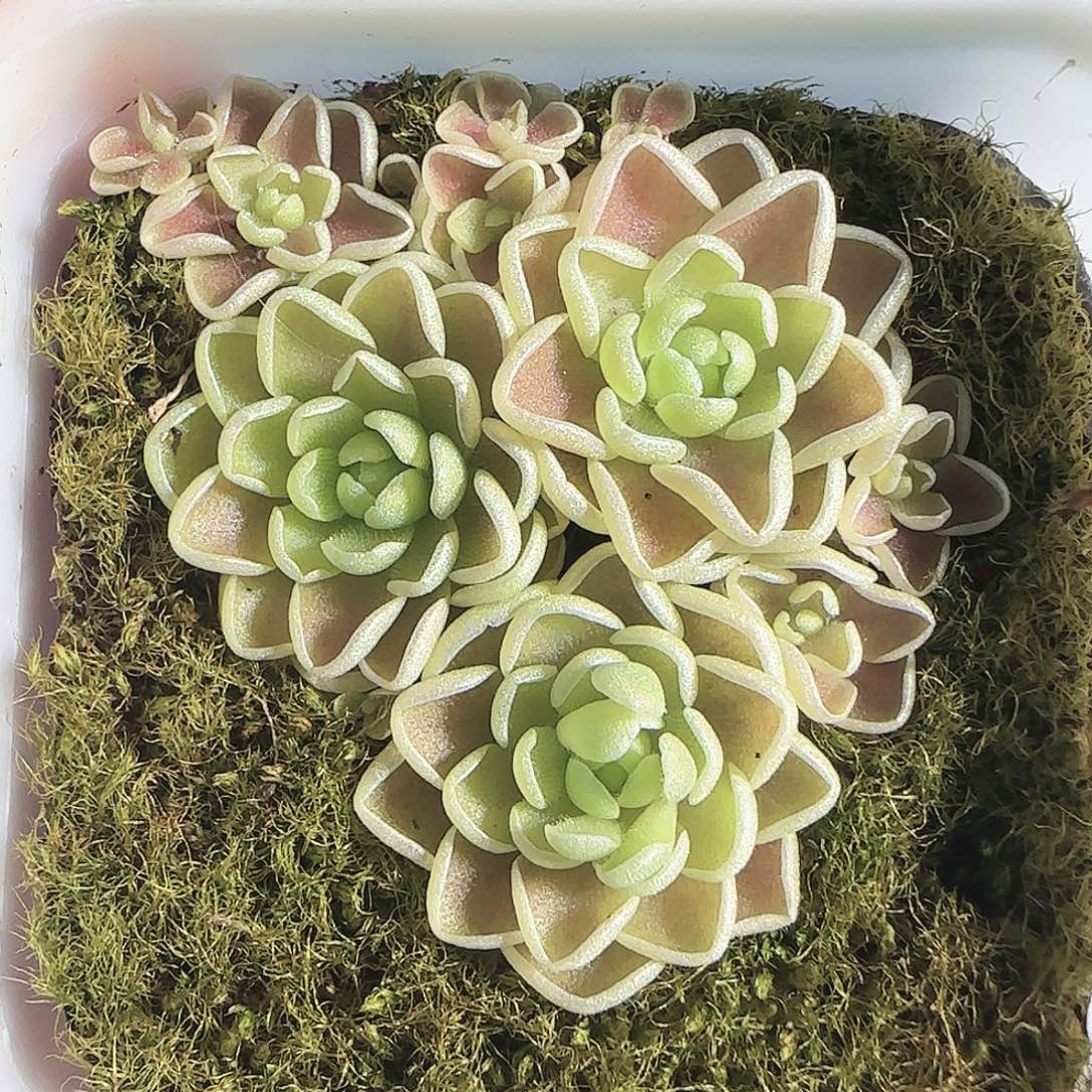 多肉1122-55爱思捕虫堇