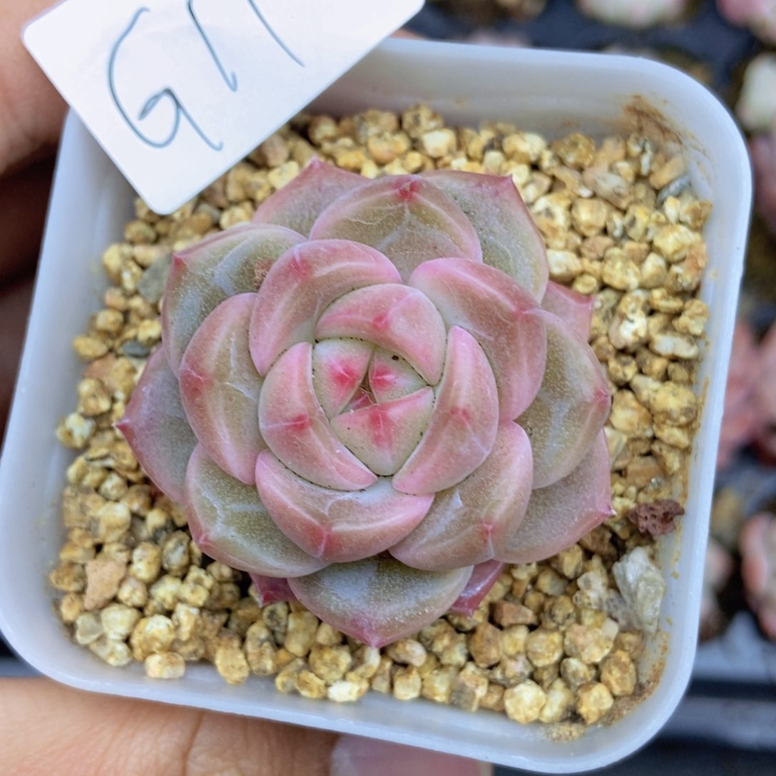 春泥家框拍链接G11