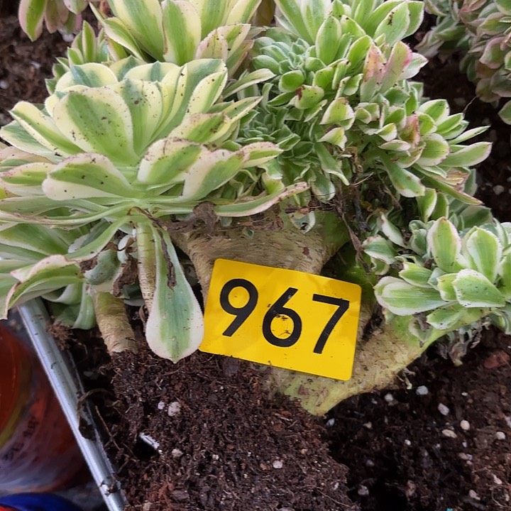 多肉植物福利967