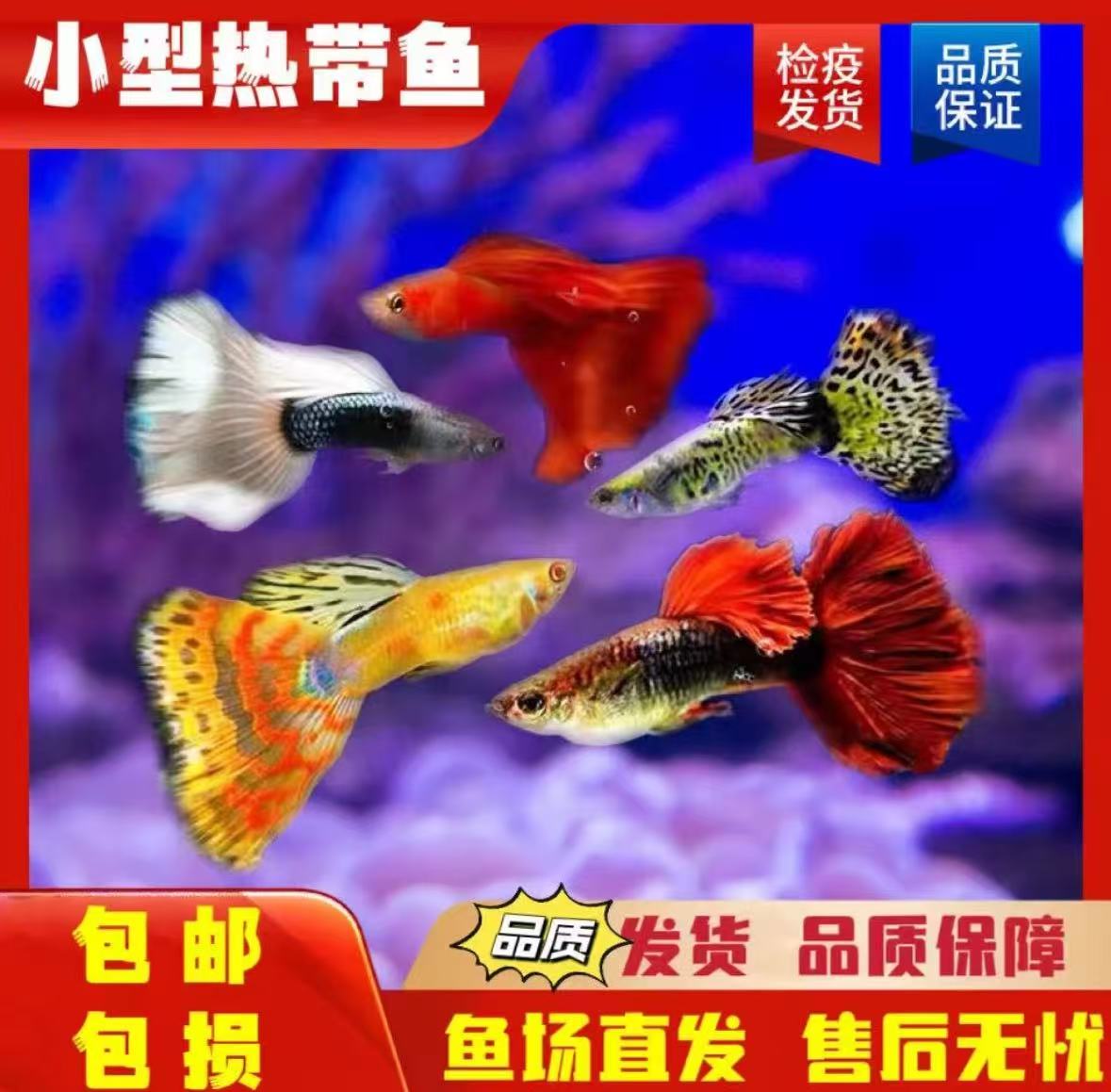 随机两条精品孔雀鱼（不包损）新疆西藏青海海南不发