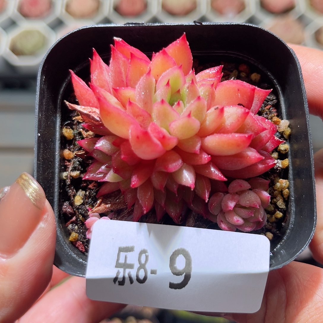 乐8-9 女雏不包整