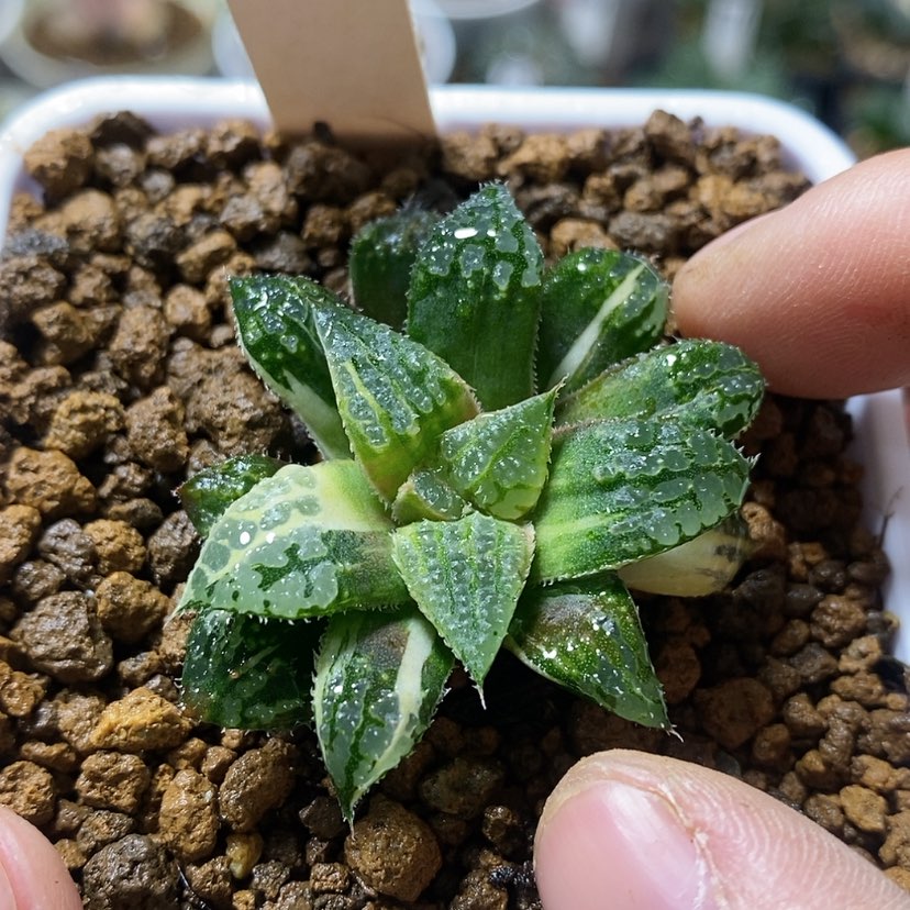 【闪购商品】29黄金青木