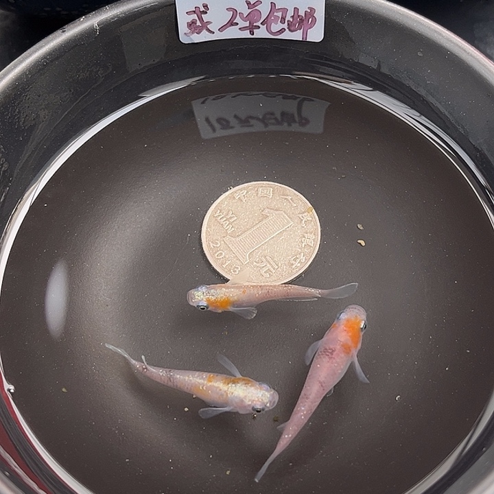 青鳉鱼碎花醒狮3条64号